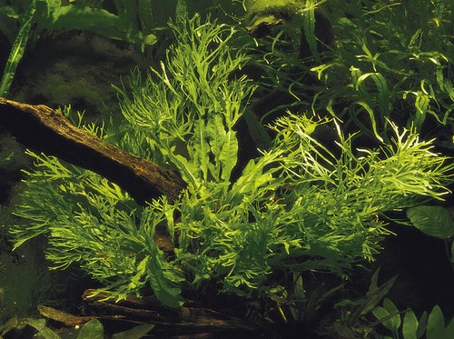 Aquarium pflanze microsorum - pflanze,